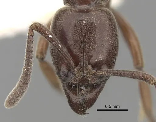 Hypoponera iheringi specimen