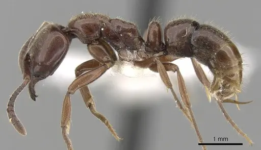 Hypoponera iheringi specimen