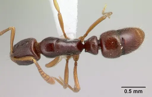 Hypoponera importuna specimen