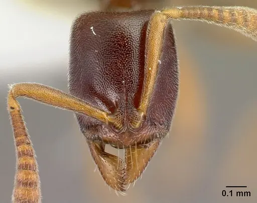 Hypoponera importuna specimen