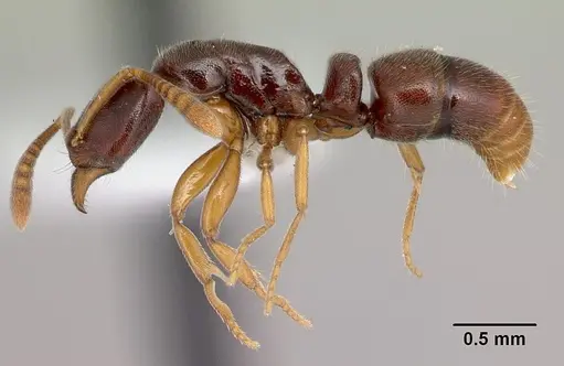 Hypoponera importuna specimen