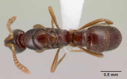 Hypoponera importuna - CASENT0218472