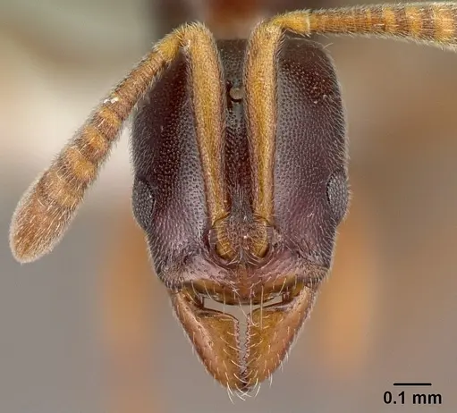 Hypoponera importuna - CASENT0218472