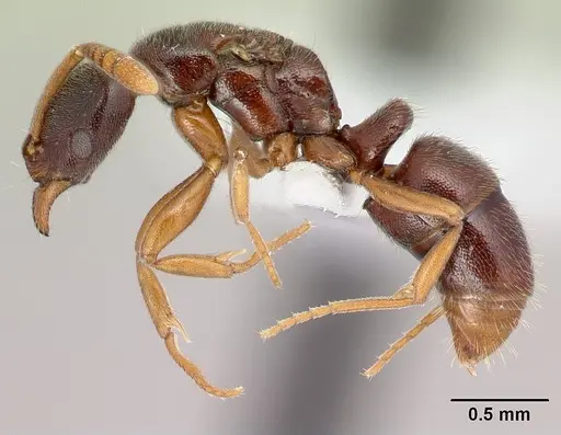 Hypoponera importuna - CASENT0218472