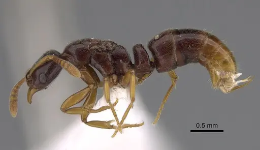 Hypoponera importuna - CASENT0218473