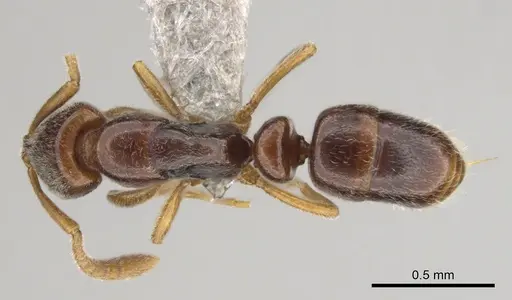 Hypoponera importuna - CASENT0250707