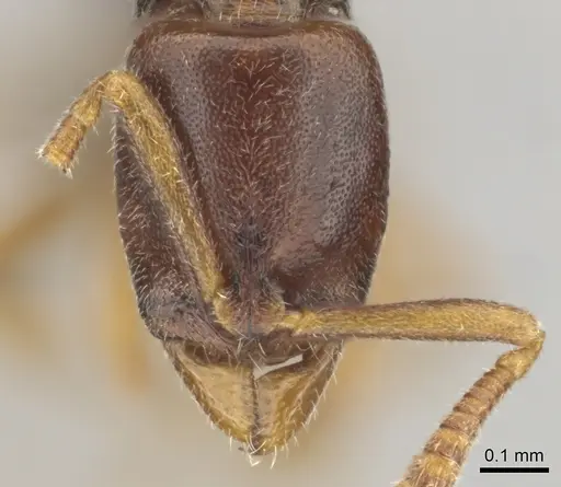 Hypoponera importuna - CASENT0250707