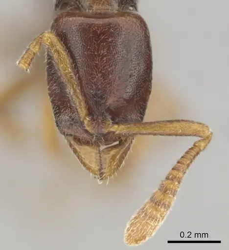 Hypoponera importuna - CASENT0250707