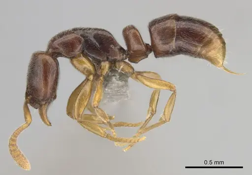 Hypoponera importuna - CASENT0250707