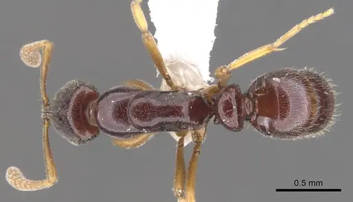 Hypoponera importuna - CASENT0902560