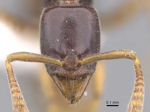 Hypoponera importuna - CASENT0902560