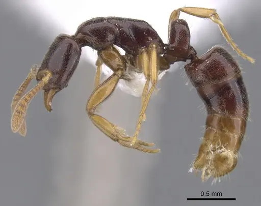 Hypoponera importuna - CASENT0902560