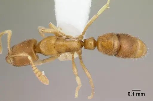 Hypoponera inaudax specimen