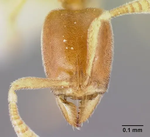 Hypoponera inaudax specimen