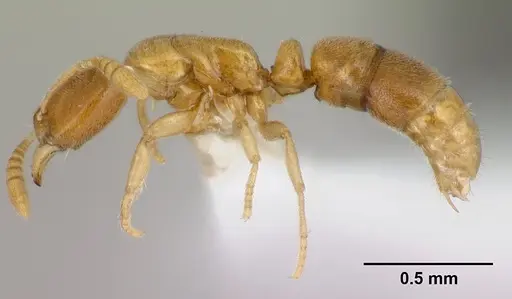 Hypoponera inaudax specimen