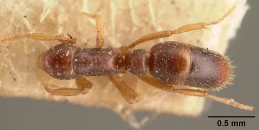 Hypoponera indigens specimen
