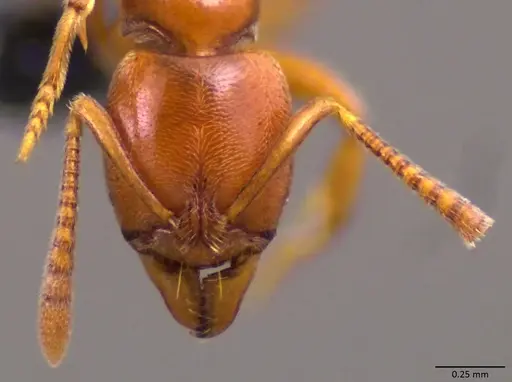 Hypoponera inexorata specimen