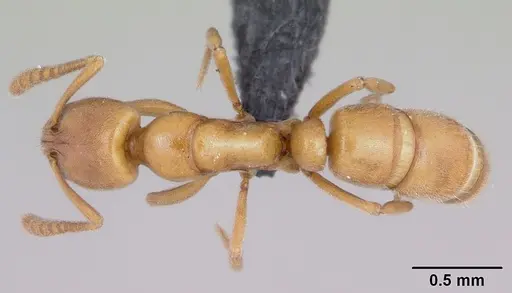 Hypoponera inexorata - CASENT0065779