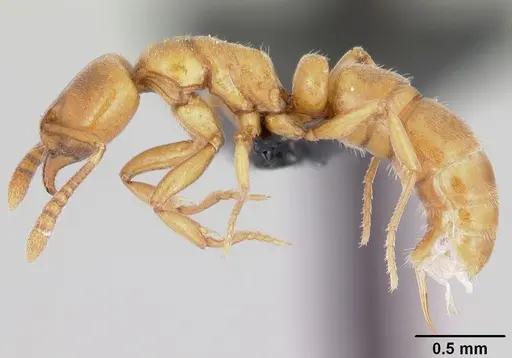 Hypoponera inexorata - CASENT0065779