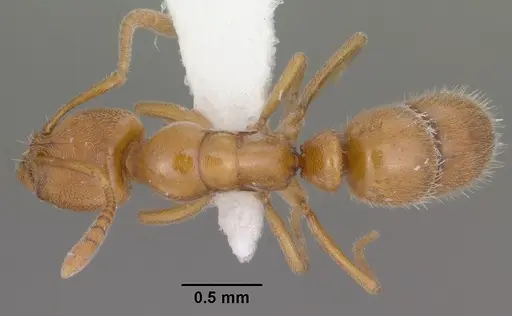 Hypoponera inexorata - CASENT0102904