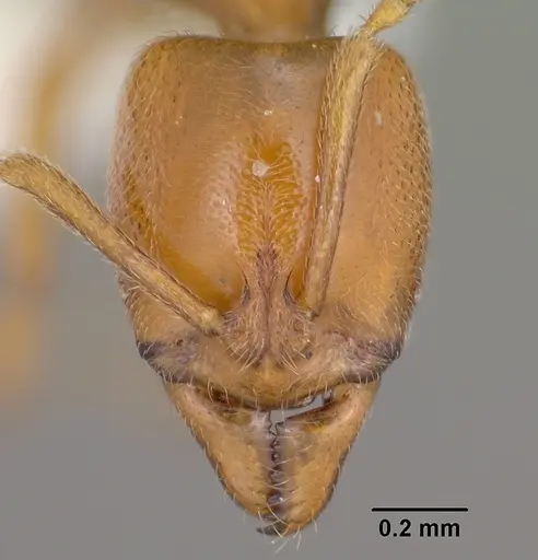 Hypoponera inexorata - CASENT0102904