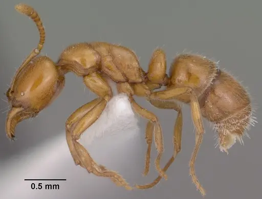 Hypoponera inexorata - CASENT0102904