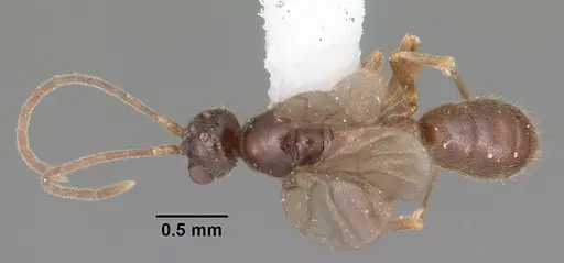 Hypoponera inexorata - CASENT0103954