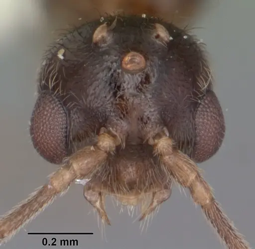 Hypoponera inexorata - CASENT0103954