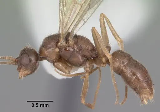 Hypoponera inexorata - CASENT0103954