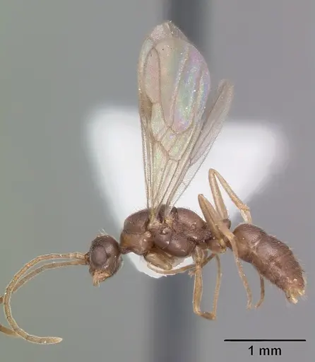 Hypoponera inexorata - CASENT0103954