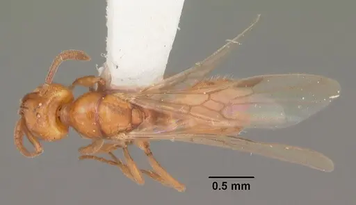 Hypoponera inexorata - CASENT0103955