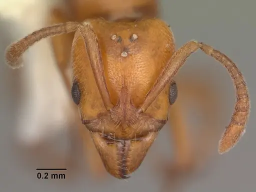 Hypoponera inexorata - CASENT0103955