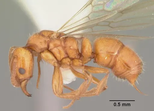 Hypoponera inexorata - CASENT0103955