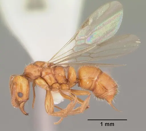 Hypoponera inexorata - CASENT0103955