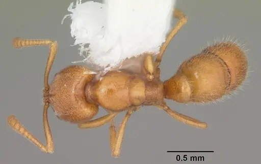 Hypoponera inexorata - CASENT0103956