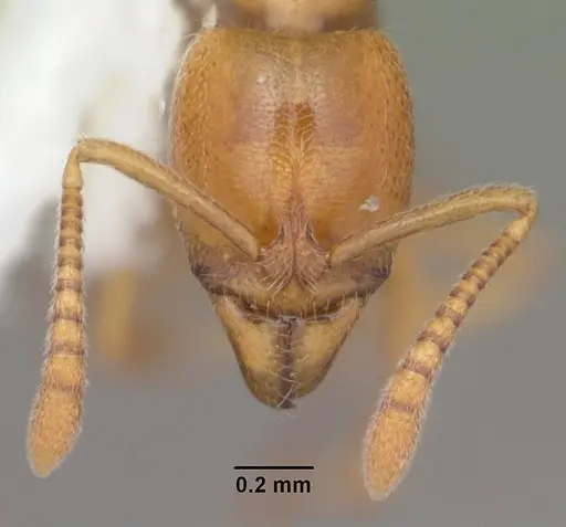 Hypoponera inexorata - CASENT0103956