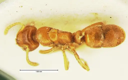 Hypoponera inexorata - CASENT0105616