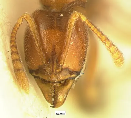 Hypoponera inexorata - CASENT0105616