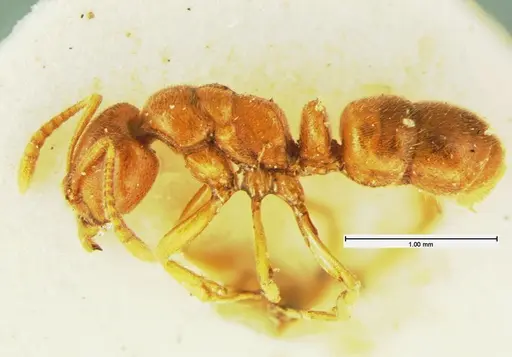 Hypoponera inexorata - CASENT0105616