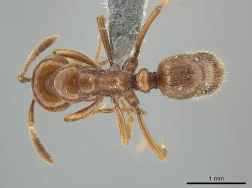 Hypoponera inexorata - CASENT0647598