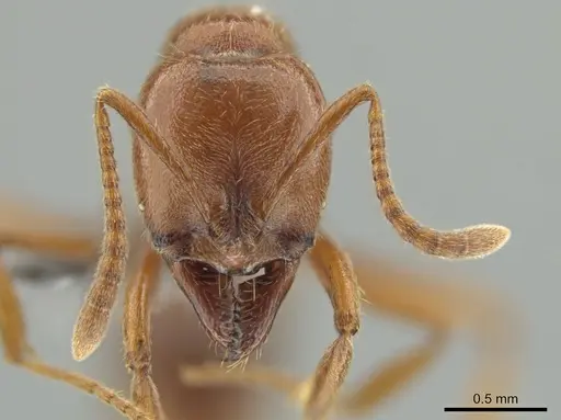 Hypoponera inexorata - CASENT0647598