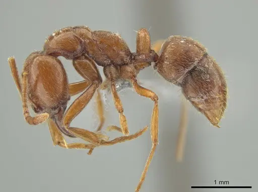 Hypoponera inexorata - CASENT0647598