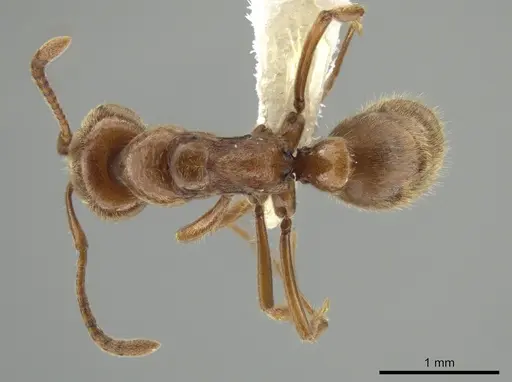 Hypoponera inexorata - CASENT0647600