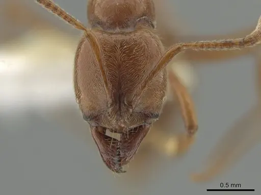 Hypoponera inexorata - CASENT0647600