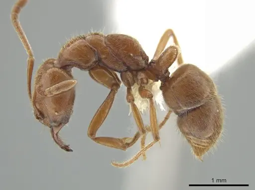 Hypoponera inexorata - CASENT0647600