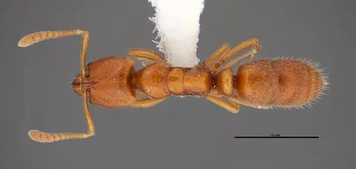 Hypoponera inexorata - FMNHINS0000088658