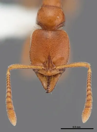 Hypoponera inexorata - FMNHINS0000088658