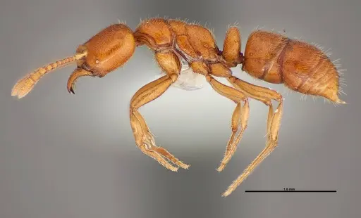 Hypoponera inexorata - FMNHINS0000088658