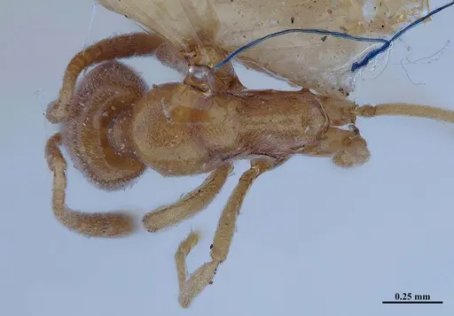 Hypoponera inexorata - MHNGENTO00094413