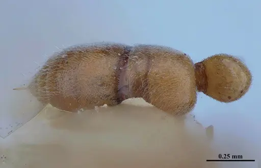 Hypoponera inexorata - MHNGENTO00094413